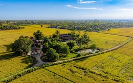 Ngắm cánh đồng lúa vàng ươm thơ mộng ở Xuân Tùy, TP Huế từ trên cao