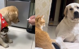 Những tình huống hài hước của thú cưng