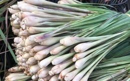 Cây sả thơm và có nhiều lợi ích, nhưng ai không nên dùng?