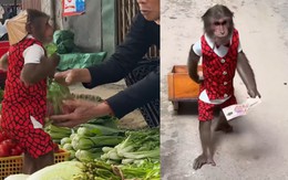 Chú khỉ thông minh biết đi chợ giúp đỡ ông chủ