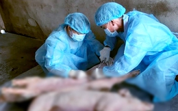 Tây Ninh yêu cầu không để việc sắp xếp bộ máy ảnh hưởng ngăn chặn dịch tả heo châu Phi