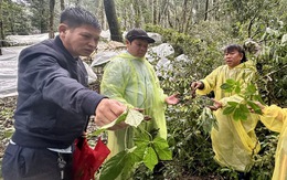 Thủ phủ sâm Ngọc Linh ngã rạp, bật gốc, thiệt hại gần 12 tỉ