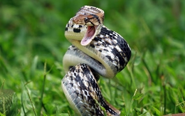 Thời tiết nóng làm xuất hiện nhiều rắn quanh nhà hơn?