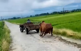 Máy cày mòn lốp vì kéo không lại bò