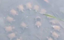 Ảnh vui 20-8: Lễ vu quy là có thật!