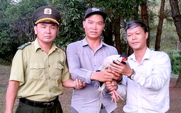 Gà lôi trắng quý hiếm bay vô quán nước, chủ quán liền báo chính quyền