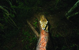 Sách đỏ và vùng xám