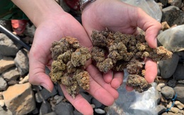 Ăn kẹo không rõ nhãn mác, 2 chị em dương tính với cần sa