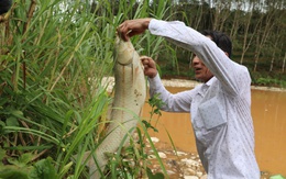 Vỡ bờ bao hố chôn lấp, rác chảy ào ào làm cá chết, môi trường ô nhiễm