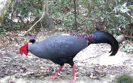 Phát hiện nhiều loài động vật quý hiếm tại Khu bảo tồn thiên nhiên Ea Sô