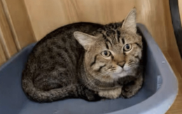 Chú mèo bị bán đấu giá vì chủ phá sản