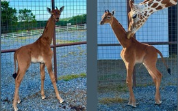 Thực hư về con hươu cao cổ đặc biệt không có vết đốm ở Mỹ