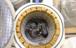 75 con chuột, 1.500 ruồi giấm theo vệ tinh Nga lên không gian