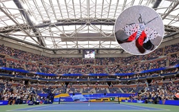 US Open có nguy cơ bị ‘quấy rối’ bởi ruồi đèn lồng