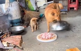 Chó mẹ lén mở lồng bàn lấy trộm cho con miếng thịt