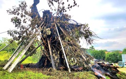 Cây đa 200 tuổi nổi tiếng ở Quảng Ngãi bị cháy rụi