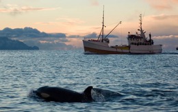 Cá voi 'sát thủ' đánh chìm 1.000 con tàu để trả thù?