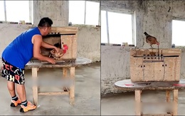 Gà mái cứu bạn đời thoát khỏi chuồng khi bị nhốt