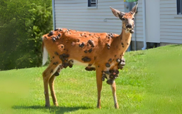 Sự thật về loài hươu 'đột biến' đầy khối u như zombie