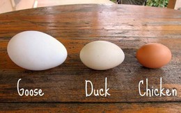 Trứng ngỗng có thật sự tốt hơn các loại trứng khác mà các bà bầu phải cố tìm mua?