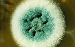Phát hiện virus khiến nấm có thể gây hại cho người