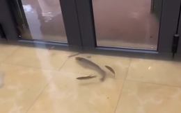 Đàn cá bơi tung tăng trong nhà dân ở Hà Nội sau bão số 5