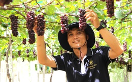 Bỏ việc làm ổn định, về quê trồng nho ngoại và 'thắng' lớn