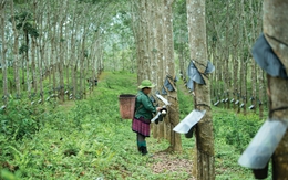 Dòng nhựa trắng đổi thay nương rẫy