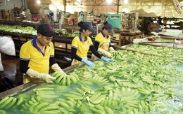 Những trái ngọt từ chuyển đổi xanh