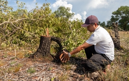 Rừng tràm phòng hộ ven biển bị chặt phá quy mô lớn, nghi chiếm đất chờ đền bù