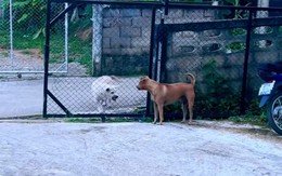 Hai chú chó đổi thái độ khi cánh cổng được mở ra