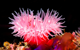 'Điểm danh' những loài động vật chậm nhất thế giới