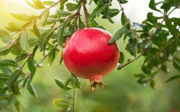 Mùa lựu chín, ăn nhiều trái lựu có thể tăng trí nhớ, giảm nguy cơ mắc bệnh Alzheimer?