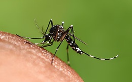 Tại sao một số người bị muỗi chích nhiều hơn người khác?