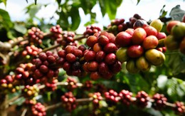 Giá cà phê tăng tiếp, lên mức cao nhất trong khoảng 3 tháng qua