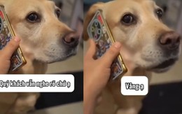 Kẻ lừa đảo nổi đóa khi đầu dây bên kia lúc nào cũng 'ừ'