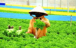 Người ít tiền tìm rau an toàn ở đâu?