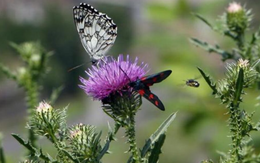 Nhiều loài không còn phát triển theo bốn mùa, có chuyện gì?