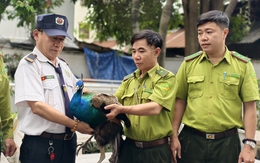Chim công Ấn Độ 'bay lạc' vào căn hộ chung cư ở phường Tân Hưng, TP.HCM