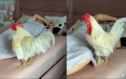 Gà trống nhảy lên giường gáy khi cậu chủ ngủ nướng