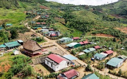 Tương lai mở ra ở làng 'quốc bảo' sâm Ngọc Linh