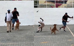 Cười khờ với thanh niên dắt chó đi dạo thích troll người đi đường