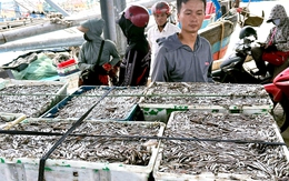 Ngư dân Quảng Trị trúng cá cơm, cảng cá nhộn nhịp từ sáng sớm