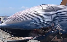 An táng xác cá voi nặng 7 tấn trôi dạt vào biển Lâm Đồng
