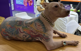 Chú chó xăm trổ kín lưng khiến dân tình 'nổi sóng' tranh luận