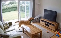 Video chó mang vòi nước tưới ướt phòng khách là giả