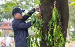 Đưa nhánh lan rừng về với liệt sĩ Trường Sơn