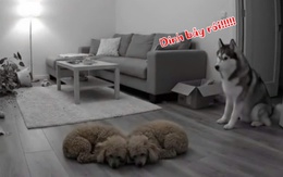 Chó husky chạy té khói vì bị đồng bọn đổ lỗi