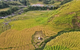 Ngỡ ngàng mùa vàng ở Ngọc Linh, bức tranh tuyệt sắc giữa đại ngàn Quảng Ngãi