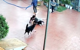 Cậu chủ bị chó cưng đốn ngã dập mông